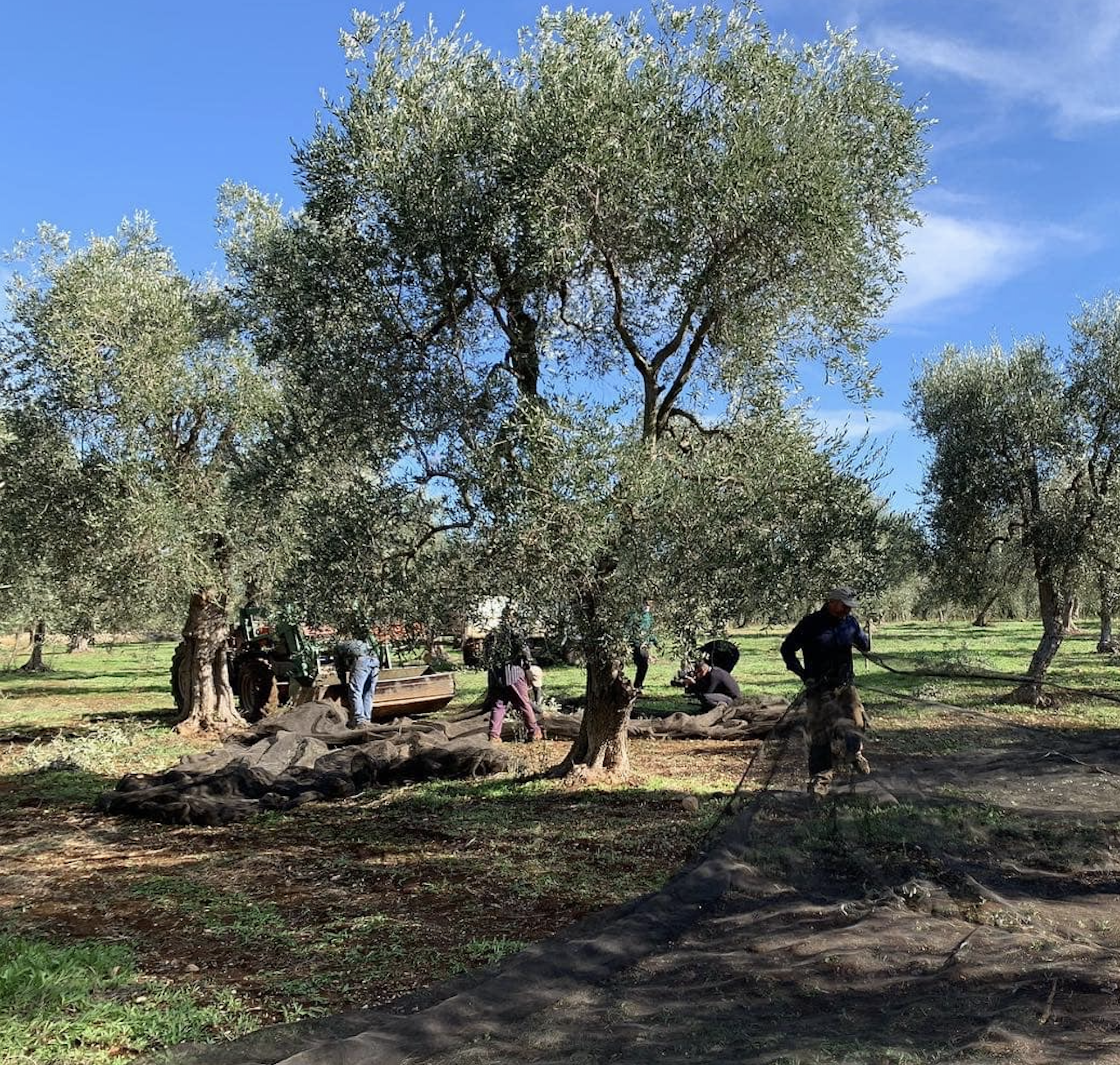 agricultores recolectando olivas